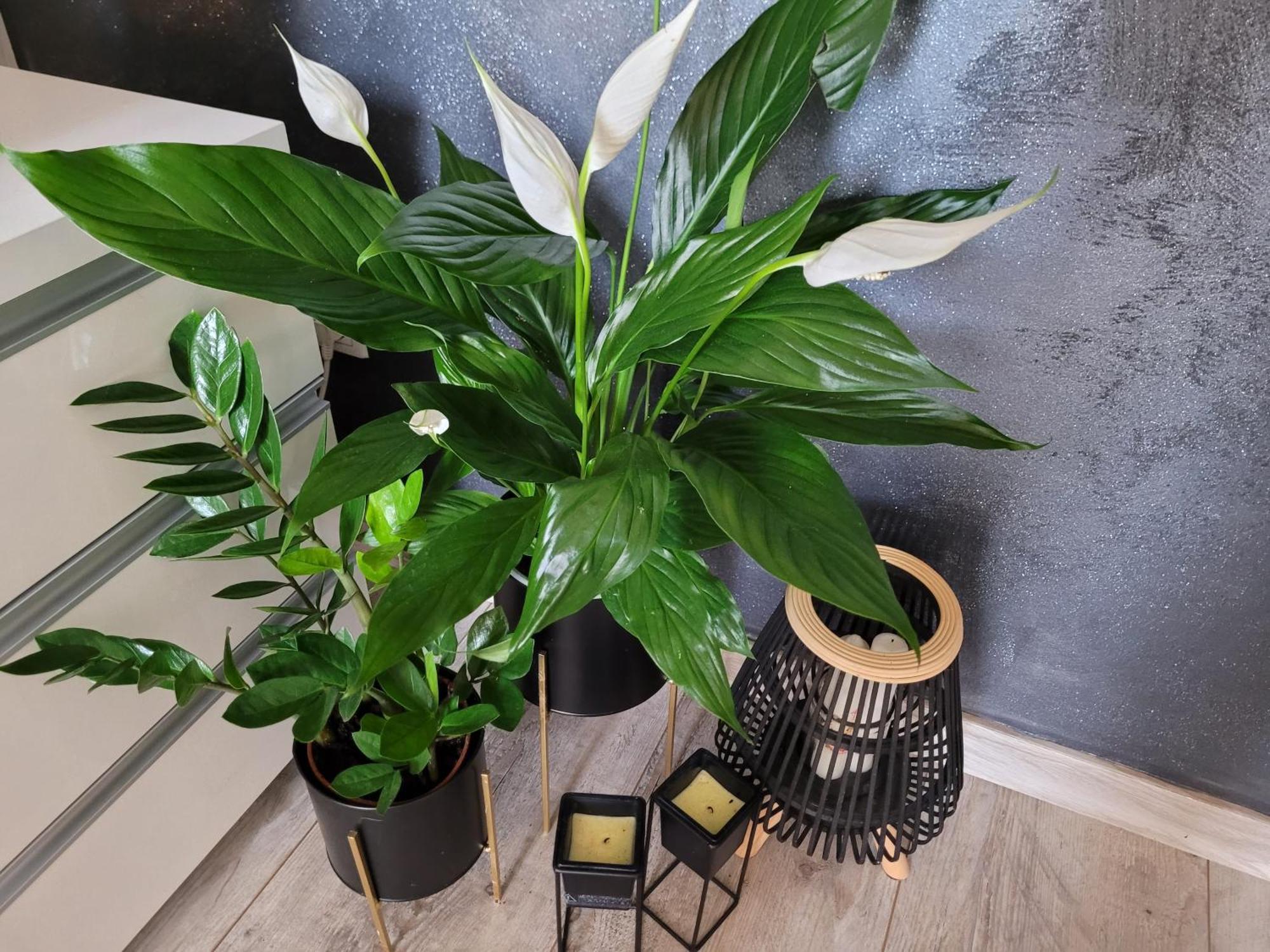Apartament Lilla Jelenia Góra Exteriör bild
